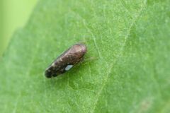Xestocephalus japonicus