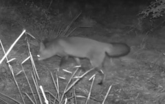 Vulpes vulpes crucigera