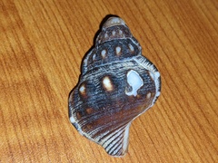 Ranella australasia