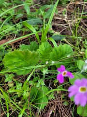 Primula malacoides
