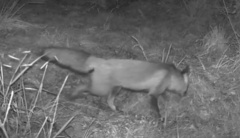 Vulpes vulpes crucigera