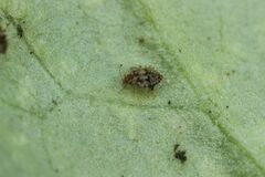 Corythucha marmorata