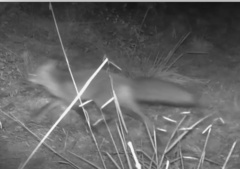 Vulpes vulpes crucigera