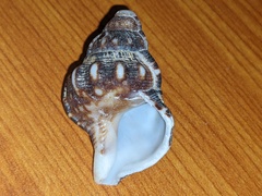 Ranella australasia