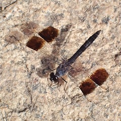 Brachythemis impartita