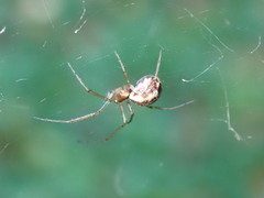 Neriene peltata