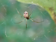 Neriene peltata