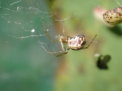 Neriene peltata