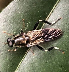 Exaireta spinigera