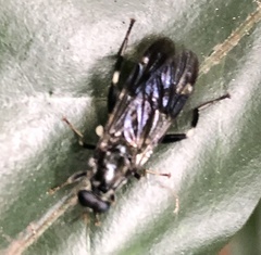 Exaireta spinigera