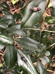 Exaireta spinigera