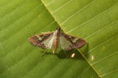 Maruca vitrata image