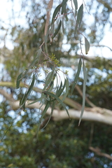 Eucalyptus bosistoana