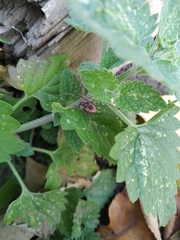 Phalangium opilio