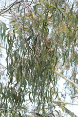 Eucalyptus bosistoana