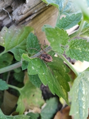 Phalangium opilio