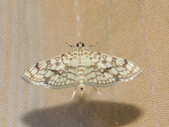 Haritalodes