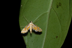 Eoophyla