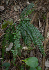 Asplenium paleaceum