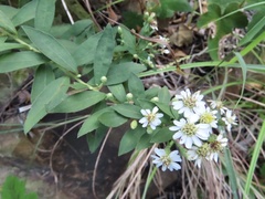 Aster baccharoides