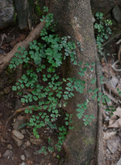 Adiantum atroviride