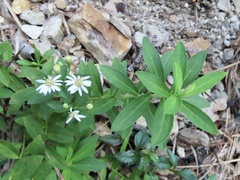 Aster baccharoides
