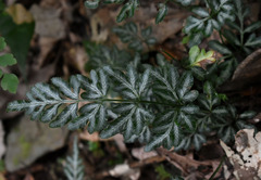 Pteris ensiformis