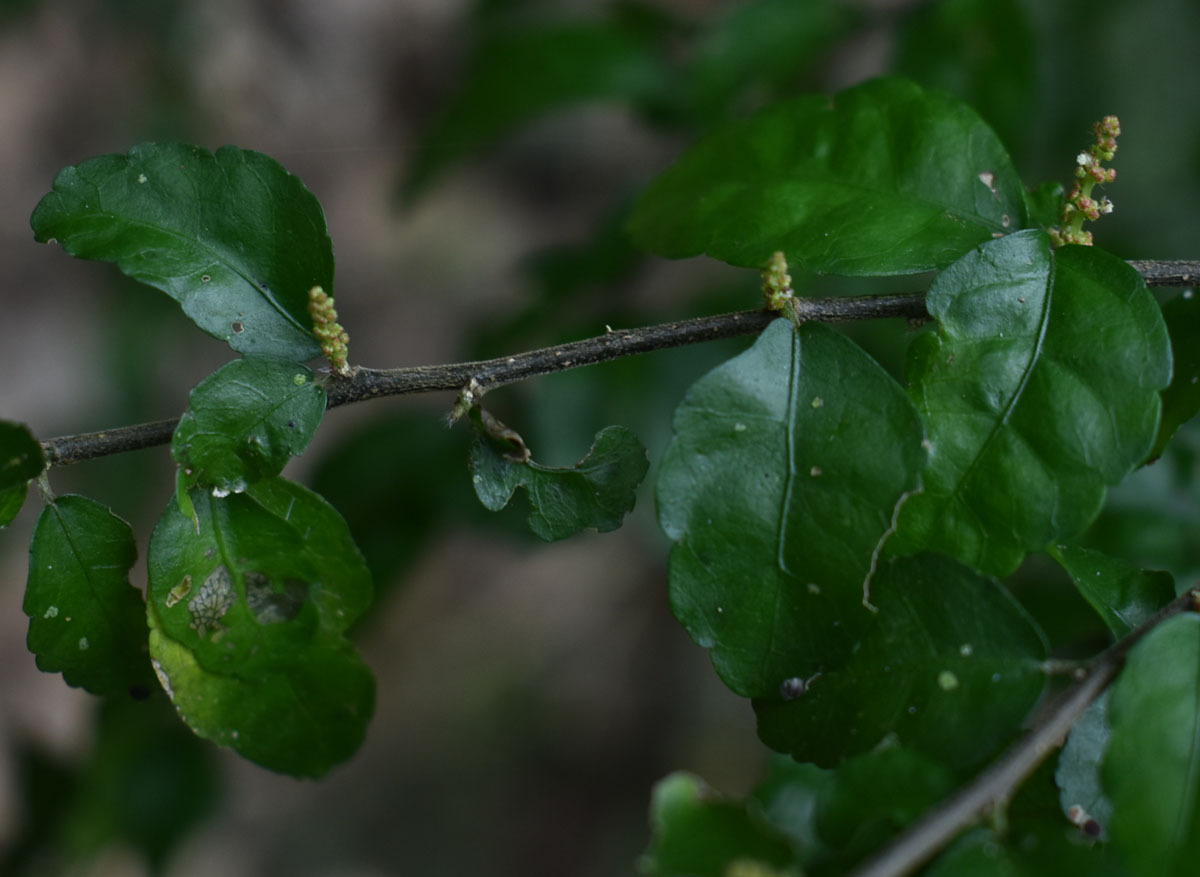 Acalypha lyonsii