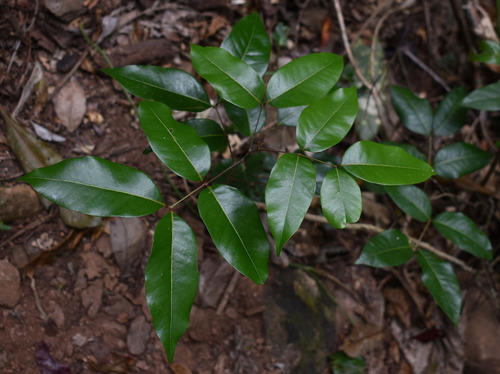 Dimocarpus australianus