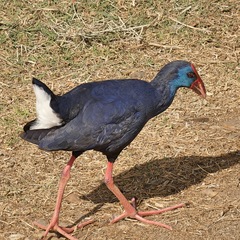 Porphyrio porphyrio