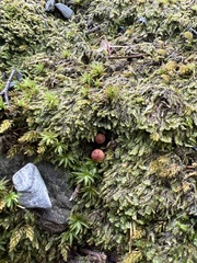Cortinarius sanguineus