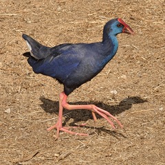 Porphyrio porphyrio