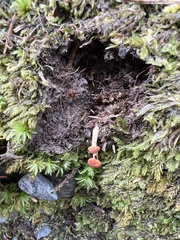 Cortinarius sanguineus