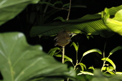 Schoeniparus brunneus