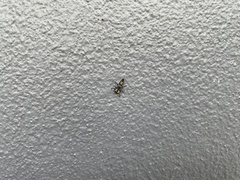 Harmonia testudinaria