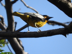 Icterus abeillei