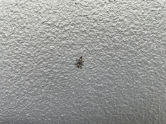 Harmonia testudinaria