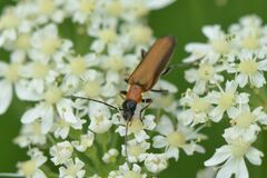 Anogcodes rufiventris