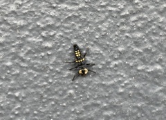 Harmonia testudinaria