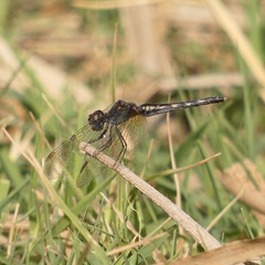 Diplacodes lefebvrii