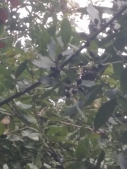 Laurus nobilis
