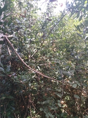 Laurus nobilis