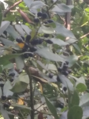 Laurus nobilis