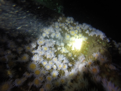 Actinothoe sphyrodeta