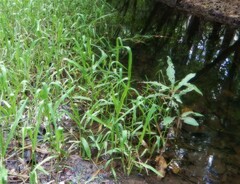 Hymenachne amplexicaulis