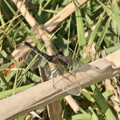 Diplacodes lefebvrii