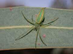 Araneus talipedatus