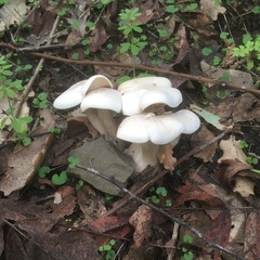 Leucocybe connata