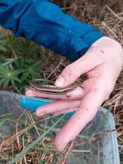 Oligosoma polychroma