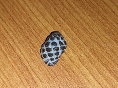 Tenguella marginalba